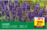 toom Baumarkt Barntrup - Lavendel 21-cm-Schale Angebot im Prospekt Lavendel 21-cm-Schale bei toom Baumarkt im Barntrup Prospekt für 7,99 €