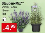 Stauden-Mix im Angebot bei Zimmermann in Nordhorn Stauden-Mix Angebote bei Zimmermann Nordhorn für 4,99 €