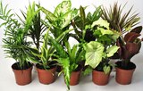 Mix plantes vertes - Géant Casino à Thiais Mix plantes vertes en promo chez Géant Casino Thiais à 4,99 €