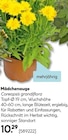 Mädchenauge Coreopsis grandiflora für 10,29 € bei Hellweg im Angebot Mädchenauge Coreopsis grandiflora im aktuellen Hellweg Prospekt