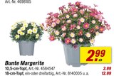 Aktuelle Farbe Angebote bei toom Baumarkt in Hildesheim Aktuelles Bunte Margerite Angebot bei toom Baumarkt in Hildesheim ab 2,99 €