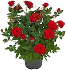 Topfrose Angebote bei REWE Stade für 3,33 €