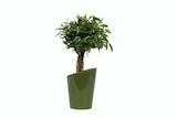 Plante verte en pot design - Lidl à Montpellier Plante verte en pot design en promo chez Lidl Montpellier à 6,99 €