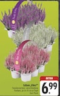 E center Bad Neustadt - Calluna 'Vibes' Angebot im Prospekt Calluna 'Vibes' bei E center im Bad Neustadt Prospekt für 6,99 €