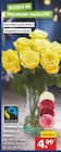 Großköpfige Hochland Rosen im Netto Marken-Discount Prospekt Großköpfige Hochland Rosen von im aktuellen Netto Marken-Discount Prospekt für 4,99 €
