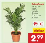 Grünpflanze im Angebot bei Netto Marken-Discount in Ludwigshafen Grünpflanze Angebote bei Netto Marken-Discount Ludwigshafen für 2,99 €