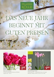 Sträucher Angebot im aktuellen Pflanzen Kölle Prospekt auf Seite 1