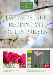Ähnliches Angebot bei Pflanzen Kölle in Prospekt "DAS NEUE JAHR BEGINNT MIT GUTEN PREISEN" gefunden auf Seite 1