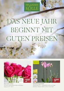 Pflanzen im aktuellen Pflanzen Kölle Prospekt (Fürth) Pflanzen im Pflanzen Kölle Prospekt "DAS NEUE JAHR BEGINNT MIT GUTEN PREISEN" mit 3 Seiten (Fürth)
