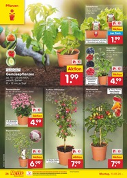 Blumen Angebot im aktuellen Netto Marken-Discount Prospekt auf Seite 30