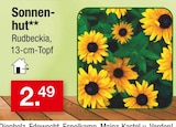 Sonnenhut Rudbeckia im Angebot bei Zimmermann in Bremerhaven Sonnenhut Rudbeckia Angebote bei Zimmermann Bremerhaven für 2,49 €