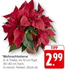 EDEKA - Weihnachtssterne Angebot im Prospekt Weihnachtssterne bei EDEKA im Prospekt "" für 2,99 €