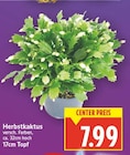 Herbstkaktus für 7,99 € bei E center im Angebot Herbstkaktus im aktuellen E center Prospekt