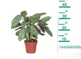 Calathea-Mix im Angebot bei Lidl in Hameln Calathea-Mix Angebote bei Lidl Hameln für 3,99 €