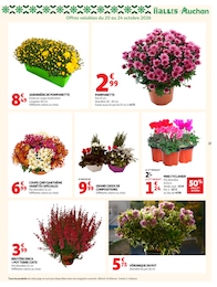 Prix et réduction Cyclamen dans le prospectus Auchan Hypermarché en cours Offre Cyclamen dans le catalogue Auchan Hypermarché du moment à la page 37