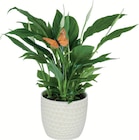 Plante fleurie en pot céramique dans le catalogue Lidl