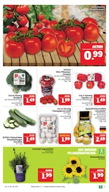 Aktueller Marktkauf Prospekt mit Gartenpflanzen, "GANZ GROSS in kleinsten Preisen!", Seite 7