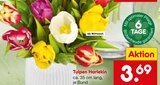 Aktuelle Tulpen Angebote bei Netto Marken-Discount in Karlsruhe Aktuelles Tulpen Harlekin Angebot bei Netto Marken-Discount in Karlsruhe ab 3,69 €