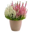 Calluna Twin Girls im ZG Raiffeisen Prospekt zum Preis von 2,99 €