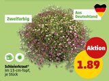 Schleierkraut bei Penny im Prospekt "" für 1,89 €