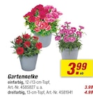 Gartennelke im toom Baumarkt Prospekt Gartennelke von im aktuellen toom Baumarkt Prospekt für 3,99 €
