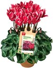 Aktuelle Alpenveilchen Angebote bei REWE in Hamburg Aktuelles Alpenveilchen Angebot bei REWE in Hamburg ab 1,99 €