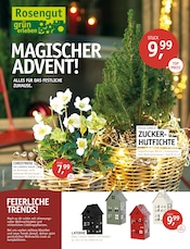 Aktueller ROSENGUT Langerwisch Garten & Pflanzen Prospekt in Christinendorf und Umgebung, "MAGISCHER ADVENT!" mit 12 Seiten, 05.11.2025 - 16.11.2025
