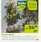 Bio-Zwergobst Angebote von Kölle Bio bei Pflanzen Kölle München für 34,99 €