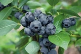 Garten-Heidelbeere im aktuellen Pflanzen Kölle Prospekt