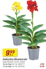 Indisches Blumenrohr im toom Baumarkt Prospekt Indisches Blumenrohr im aktuellen toom Baumarkt Prospekt für 9,99 €