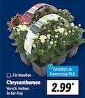Chrysanthemen Angebote bei Lidl Beckum für 2,99 €