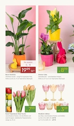 Pflanzen Kölle Kerzen im Prospekt Pflanzen Kölle Kerzen im Prospekt