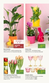 Dekoration im Pflanzen Kölle Prospekt in Schorndorf Aktueller Pflanzen Kölle Prospekt mit Dekoration, "WELTFRAUENTAG", Seite 2