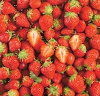 Fraise Ronde à Netto dans Lauris Fraise Ronde à Netto dans Lauris