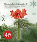 Ritterstern Schnitt-Amaryllis für 4,99 € bei V-Markt im Angebot Ritterstern Schnitt-Amaryllis im aktuellen V-Markt Prospekt