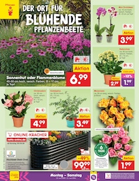 Pflanzen Angebot & Preis im aktuellen Netto Marken-Discount Prospekt Pflanzen Angebot im aktuellen Netto Marken-Discount Prospekt auf Seite 36