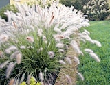Lampenputzergras Pennisetum Hameln im aktuellen Thomas Philipps Prospekt