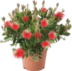 Zylinderputzer Busch bei Globus-Baumarkt im Bergkamen Prospekt für 14,99 €