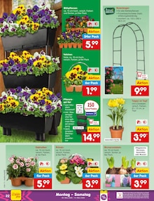 Tulpen im Netto Marken-Discount Prospekt "Aktuelle Angebote" mit 60 Seiten (Frankfurt (Main))