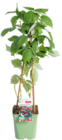 Framboisier BIO - botanic à 14,99 € dans le catalogue Botanic