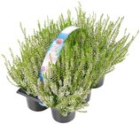 Besenheide im Tray bei REWE im Prospekt "" für 5,49 €