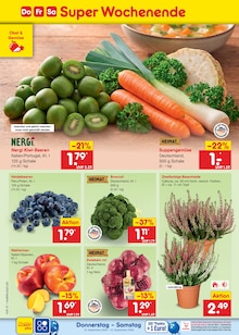 Pflanzen im aktuellen Netto Marken-Discount Prospekt (Bremen) Pflanzen im Netto Marken-Discount Prospekt "Aktuelle Angebote" mit 73 Seiten (Bremen)