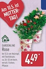 Rose von Gardenline im aktuellen ALDI Nord Prospekt
