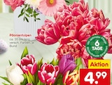 Aktuelle Tulpen Angebote bei Netto Marken-Discount in Mannheim Aktuelles Päonientulpen Angebot bei Netto Marken-Discount in Mannheim ab 4,99 €
