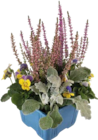 Herbstpflanzen „Quattro“ für 3,99 € bei Globus-Baumarkt im Angebot Herbstpflanzen „Quattro“ im aktuellen Globus-Baumarkt Prospekt