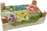 Bulbes "5 mois de fleuraison" à 6,99 € dans le catalogue Lidl
