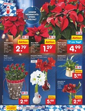 Aktueller Netto Marken-Discount Prospekt mit Weihnachtsstern, "Aktuelle Angebote", Seite 22