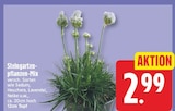 Steingarten-pflanzen-Mix für 2,99 € bei EDEKA im Angebot Steingarten-pflanzen-Mix im aktuellen EDEKA Prospekt