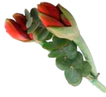 2er Amaryllis mit Grün bei EDEKA Frischemarkt im Hohenfelde Prospekt für 4,99 €