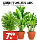 Aktuelles GRÜNPFLANZEN-MIX Angebot bei Wreesmann in Dresden ab 7,99 €